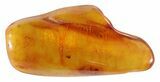 Fossil Cicada & Plant In Baltic Amber #50636-1